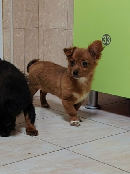 Adopter Vega