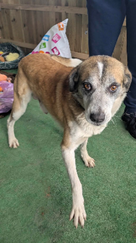 Adopter Vegas