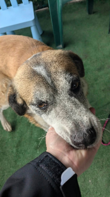 Adopter Vegas