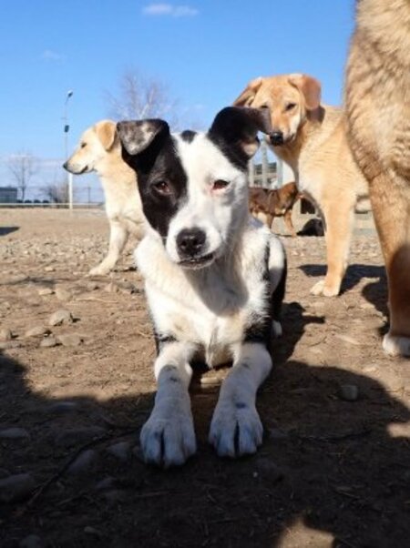 Adopter Velyka