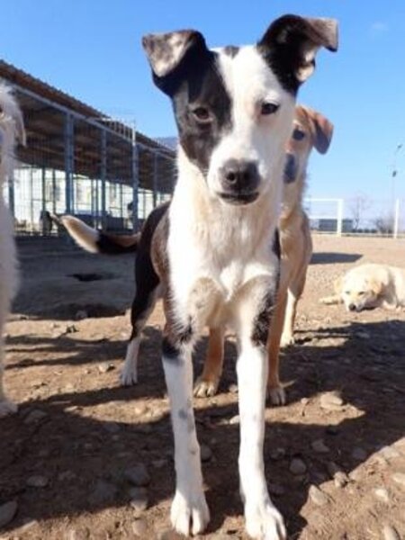 Adopter Velyka