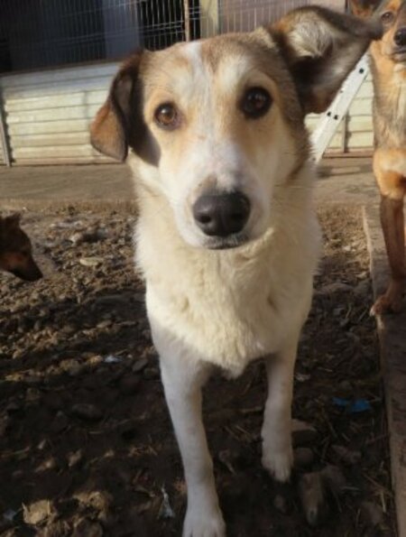 Adopter Venus
