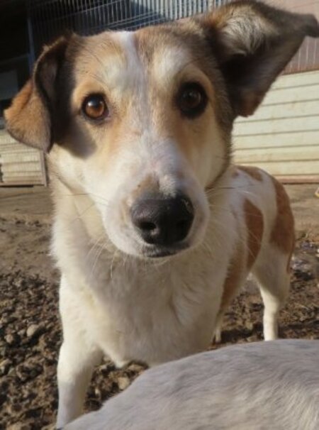 Adopter Venus