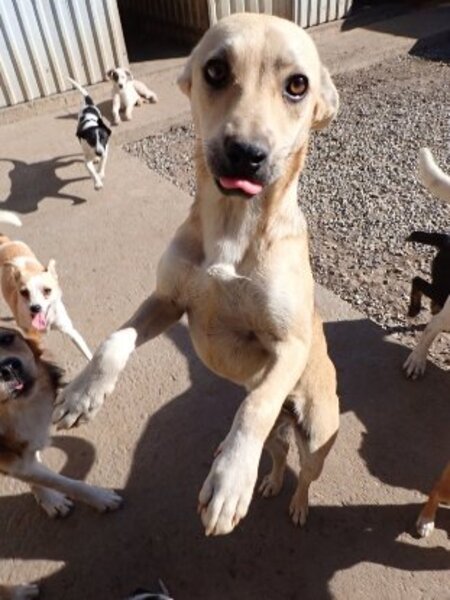 Adopter Vermeille