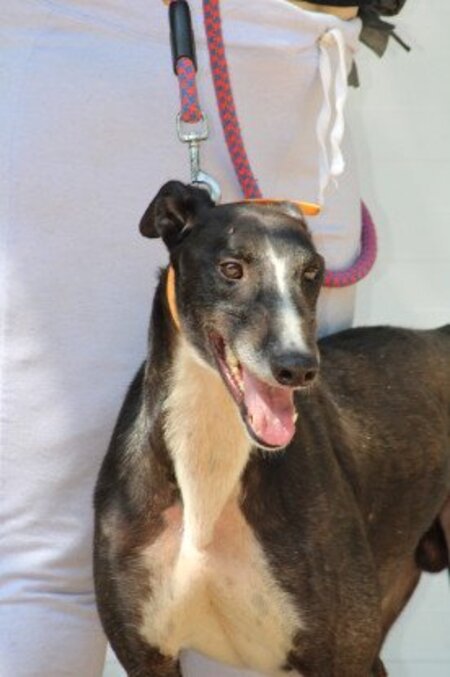 Adopter Versace