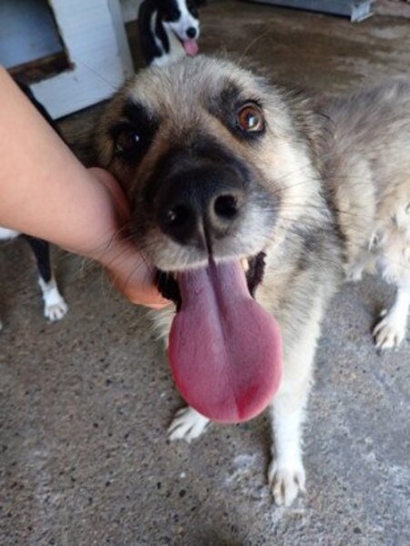 Adopter Victor