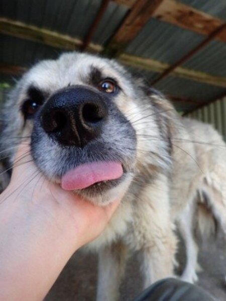 Adopter Victor