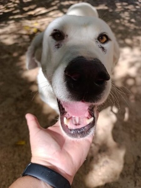 Adopter Vida