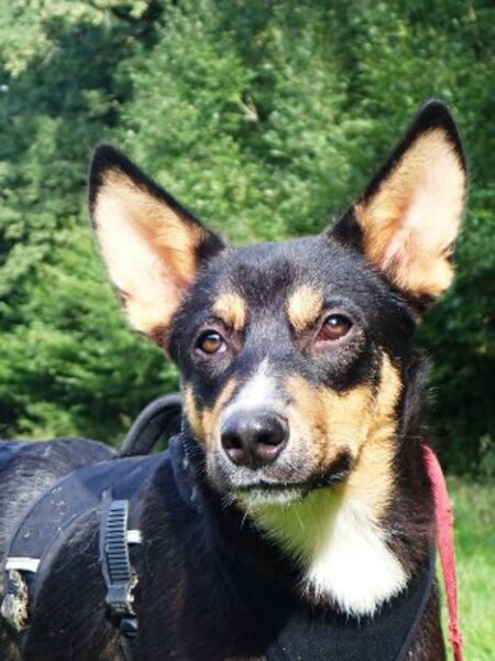 Adopter Vito