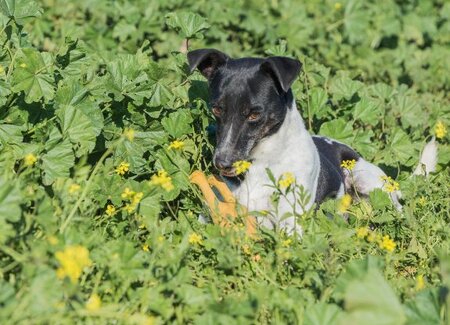 Adopter Vito
