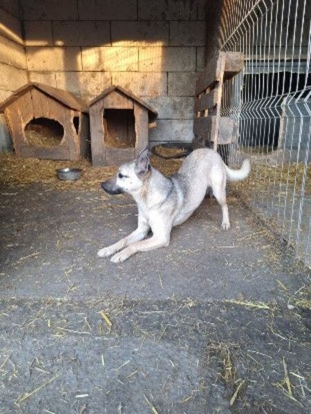 Adopter Vulca