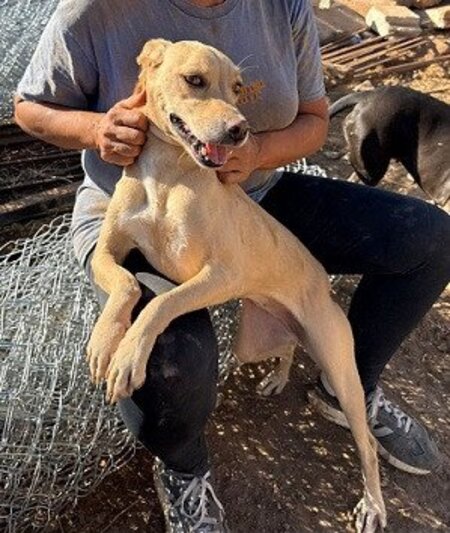 Adopter Wendy