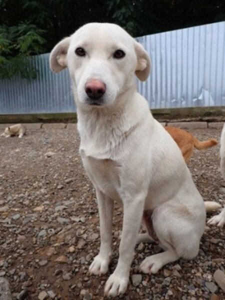 Adopter Wikie