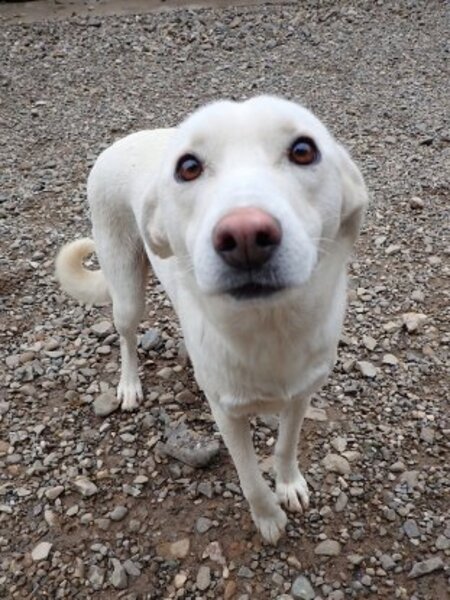 Adopter Wikie