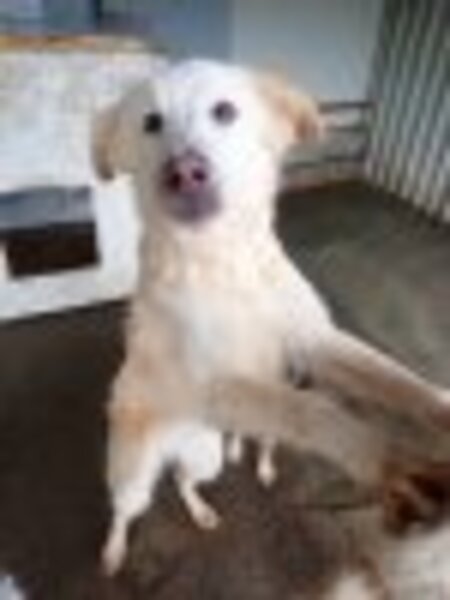 Adopter Wilson