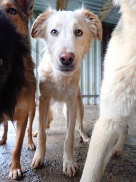 Adopter Wilson