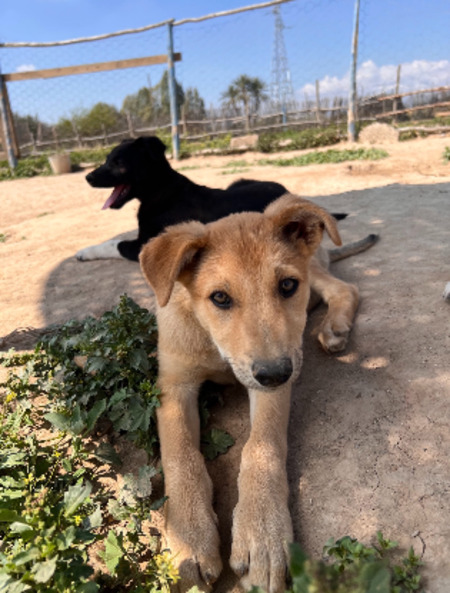 Adopter Winny