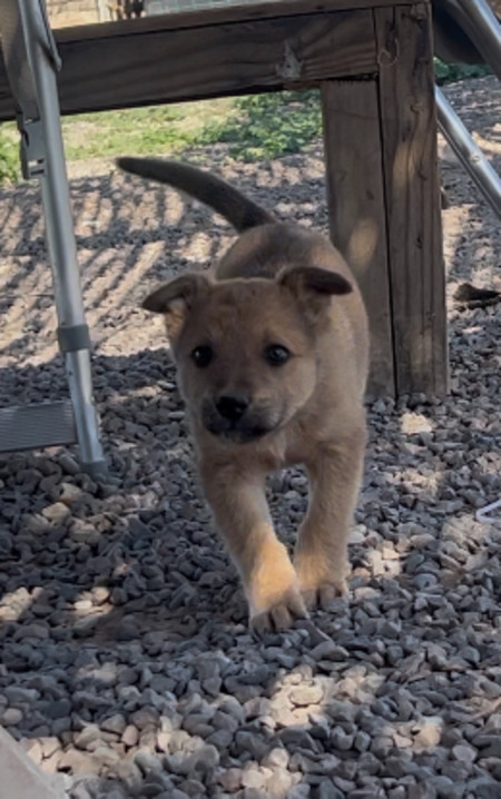 Adopter Winny