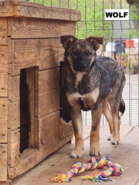 Adopter Wolf