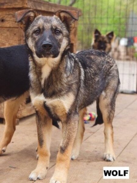 Adopter Wolf