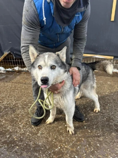 Adopter Wolf