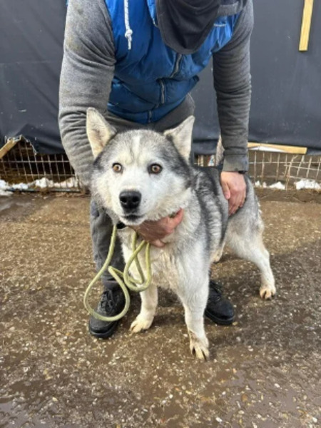 Adopter Wolf