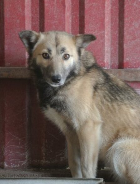 Adopter Wolfie