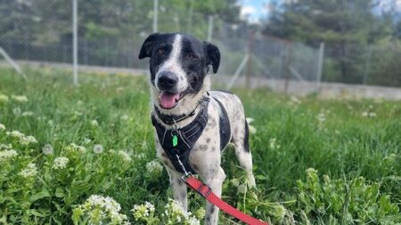 Adopter Wouapy