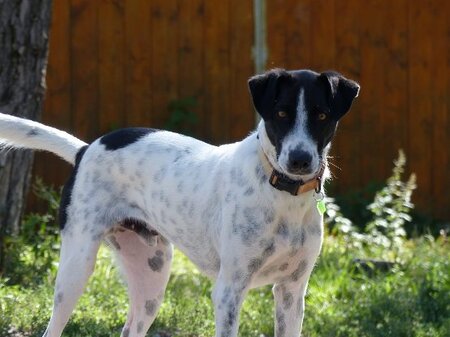 Adopter Wouapy