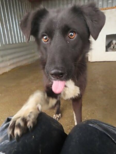 Adopter Yami