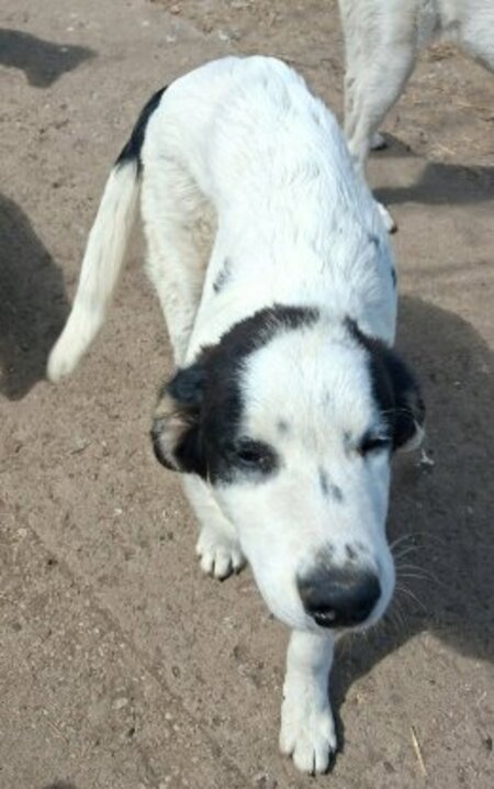 Adopter Yanos