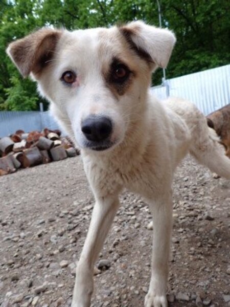 Adopter Yellow