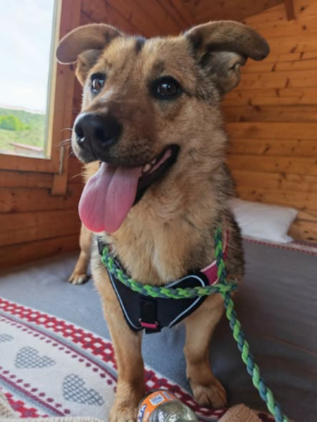 Adopter Ylva