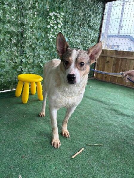 Adopter Yoda