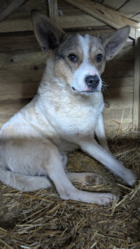 Adopter Yoda