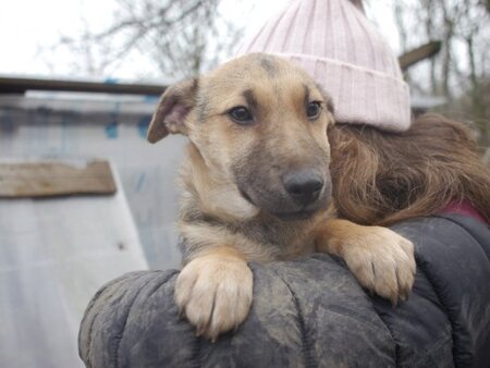 Adopter Yolan