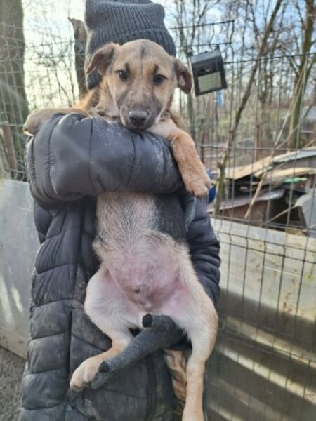 Adopter Yolan