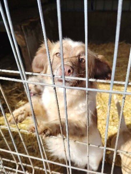 Adopter Yuli