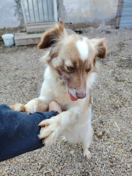 Adopter Yuli