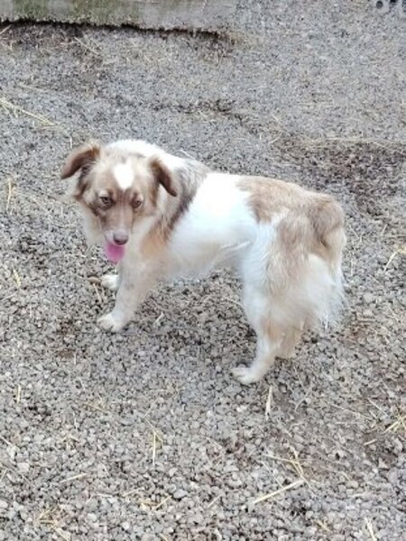 Adopter Yuli