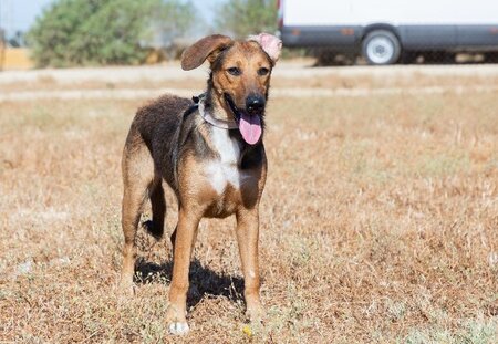 Adopter Yuma