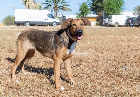 Adopter Yuma