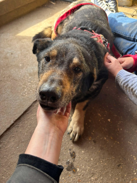 Adopter Zack