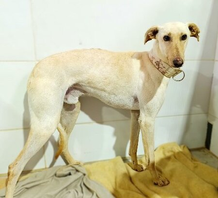 Adopter Zaimo