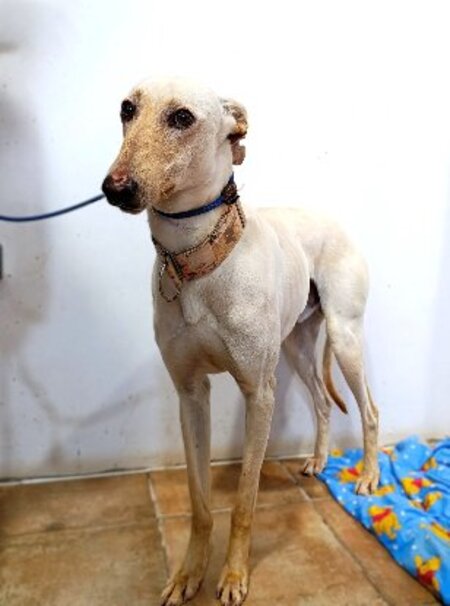 Adopter Zaimo