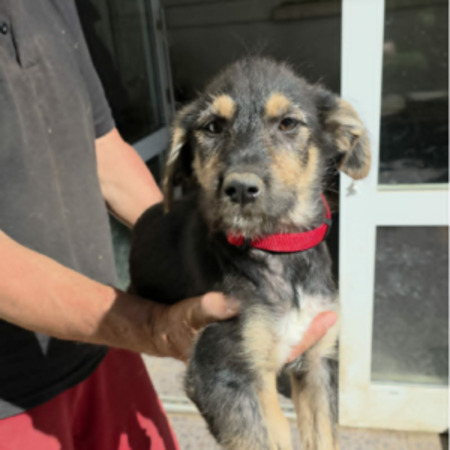 Adopter Zara