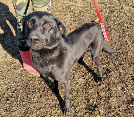 Adopter Zargo