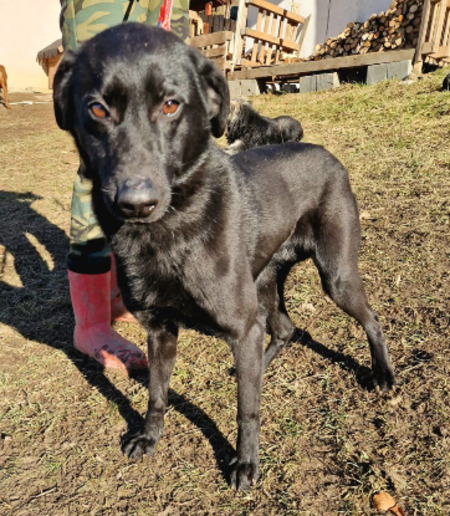Adopter Zargo