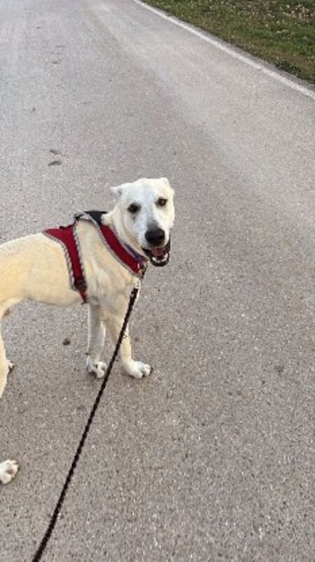 Adopter Zaro