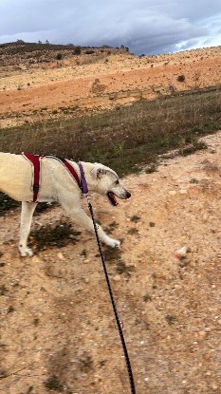 Adopter Zaro